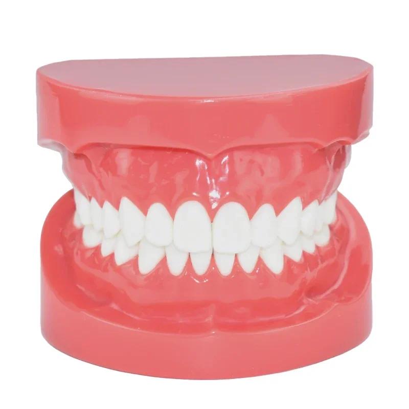 Dental Teeth Model 7004 Teeth Model Study Teaching Tooth Typodont Demonstration Model Dentist Tools