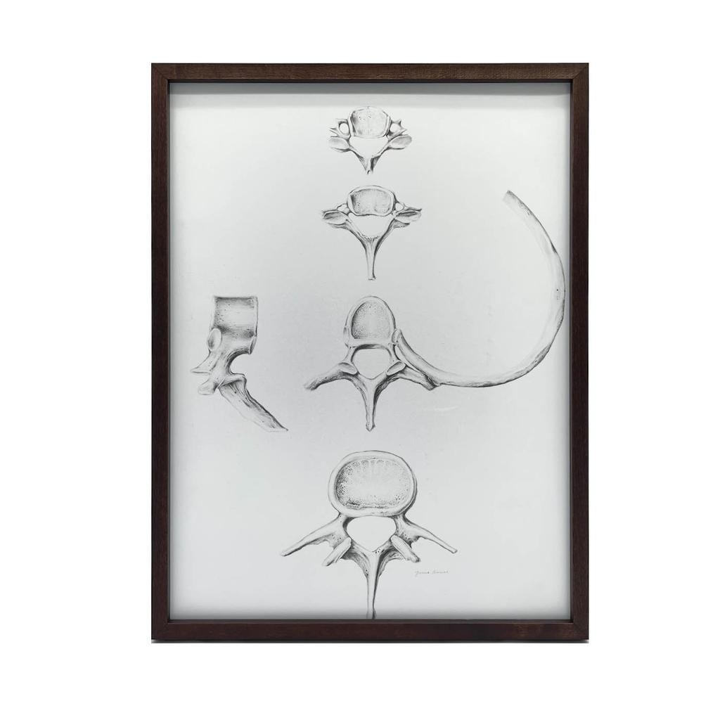 Kręgosłup W Szczegółach: Anatomia C6, C7, Th5 I L4 - Plakat Anatomiczny Kręgosłup W Szczegółach: Anatomia C6, C7, Th5 I L4 - Plakat Anatomiczny, 50X70