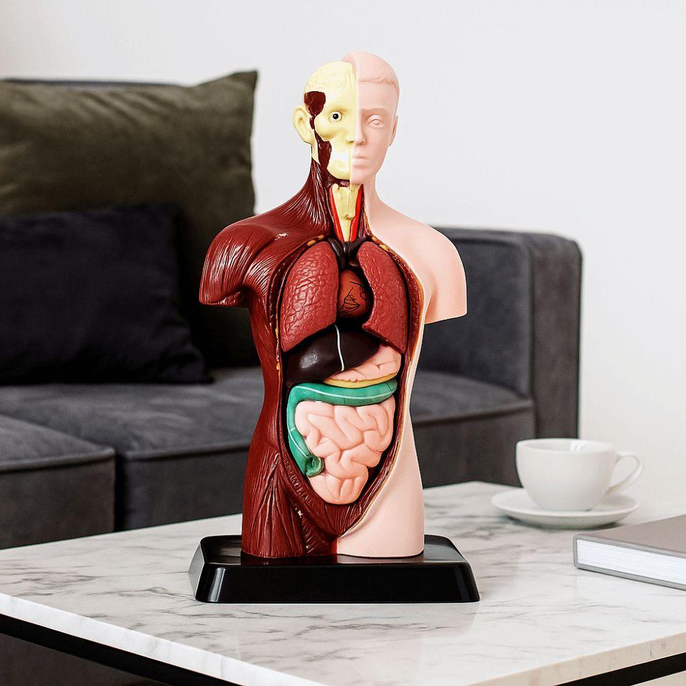 Construction Human Body Educational Prop DIY Mannequin Kid Skeleton Model Kids Toys