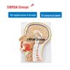 XINMAN Medical & Anatomical Teaching Models