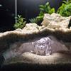 Shrimp Breeding Cave Hide Place Mythical Medusa Fish Tanks Decoration for Aquariums With Mythological Artwork