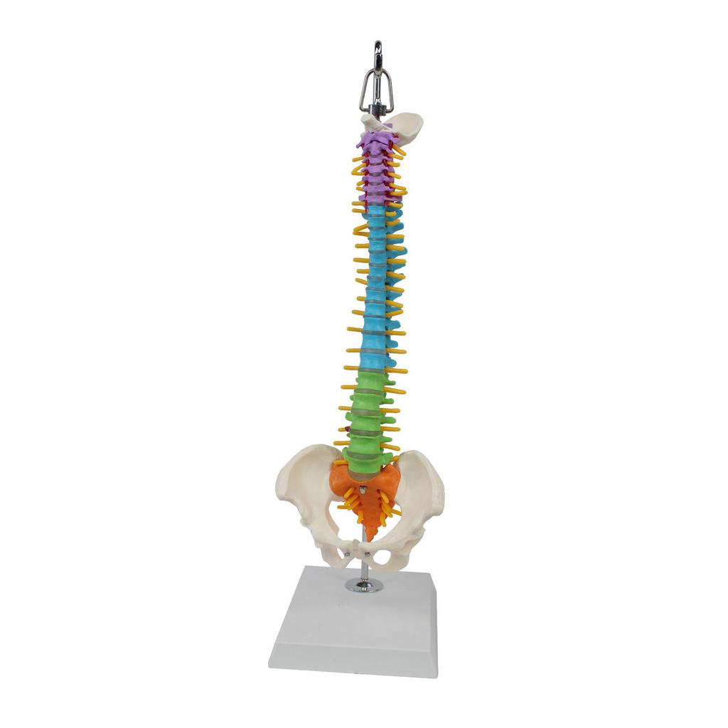 Bendable Medium-Sized Anatomical Model of Human Spine, Occipital, Pelvis, and Femur for Teaching Aids
