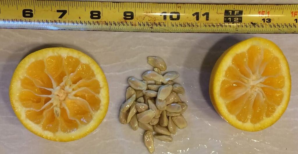 Nasiona Citrus taiwanica (Kwaśna Pomarańcza Nansho) - 5 nasion świeżych HQ