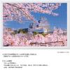 Yanoman in Jigsaw Cherry Blossoms of Himeji Castle Includes a piece request a a service and a jigsaw puzzle instruction (Yanoman) [Made Japan]