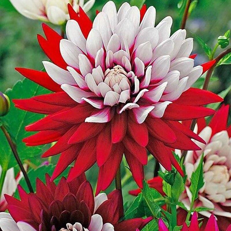 

Новый DIY 5D алмазная живопись цветок Алмазная вышивка пейзаж вышивка крестом пейзаж полный круглый дрель домашний декор художественный подарок Full Round 30x30CM