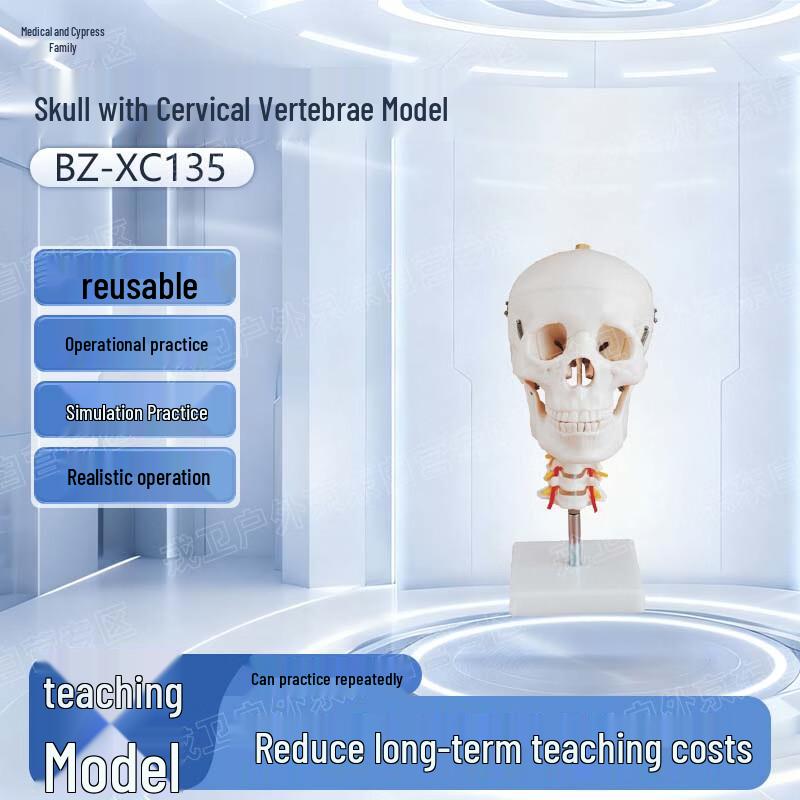 YiBaike Realistic Skull and Cervical Spine Model