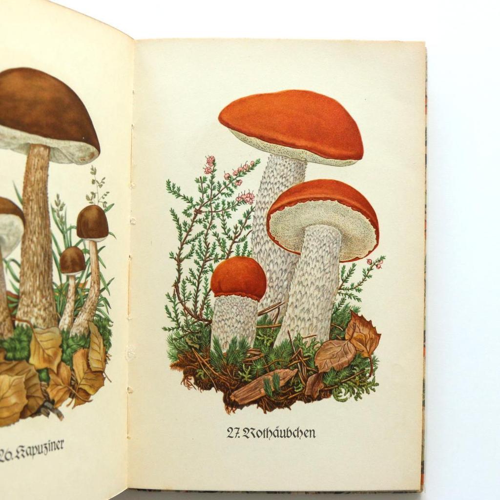 [USED] Germany Insel Library 503 Mushroom Book
