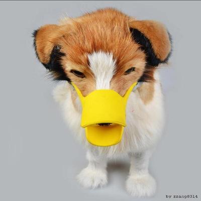 Köpek – Eğitim ve Öğretim Araçları