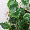 Artificial Leaves Lifelike 18 Branches Deformation Proof Decorative Fake Begonia Leaves Plants For Home Garden Porch Window