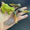 Cycle Figurine Animal Life Cycle Children Toys Simulation Plant Model Animal Growth Cycle Model