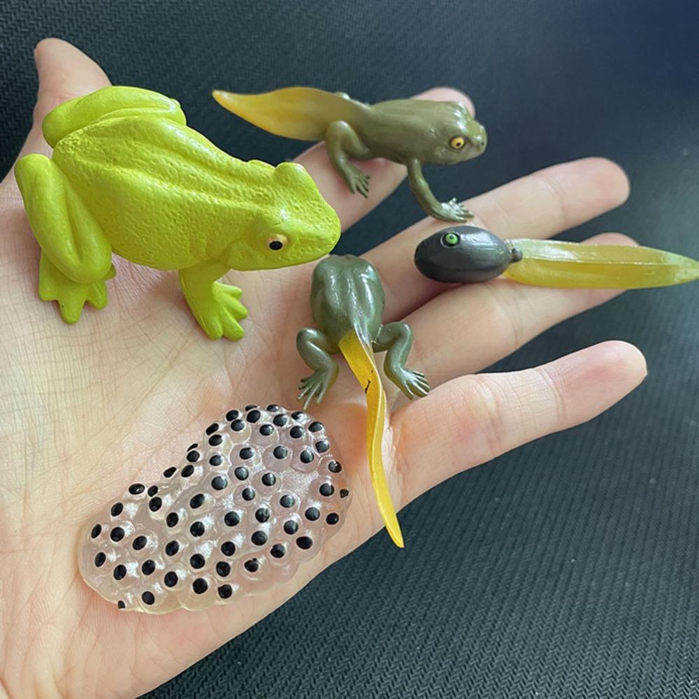 Cycle Figurine Animal Life Cycle Children Toys Simulation Plant Model Animal Growth Cycle Model