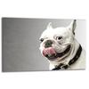 GLASS PROTECTIVE PLATE FOR STOVE 80x52 DOG