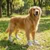 4PCS/SET Comfortable Anti Slip Dog Shoes Adjustable Dog Walking Shoes  Outdoor Adventure