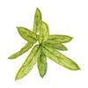 Desktop Rubber Tree & Aspidistra Potted Plant - Bionic Green Landscape Ornament