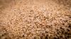 White Sesame Targroch 500 G Grain