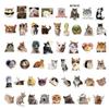 50-Pack Waterproof Internet Cat Meme Stickers for Notebook, Phone, Water Bottle