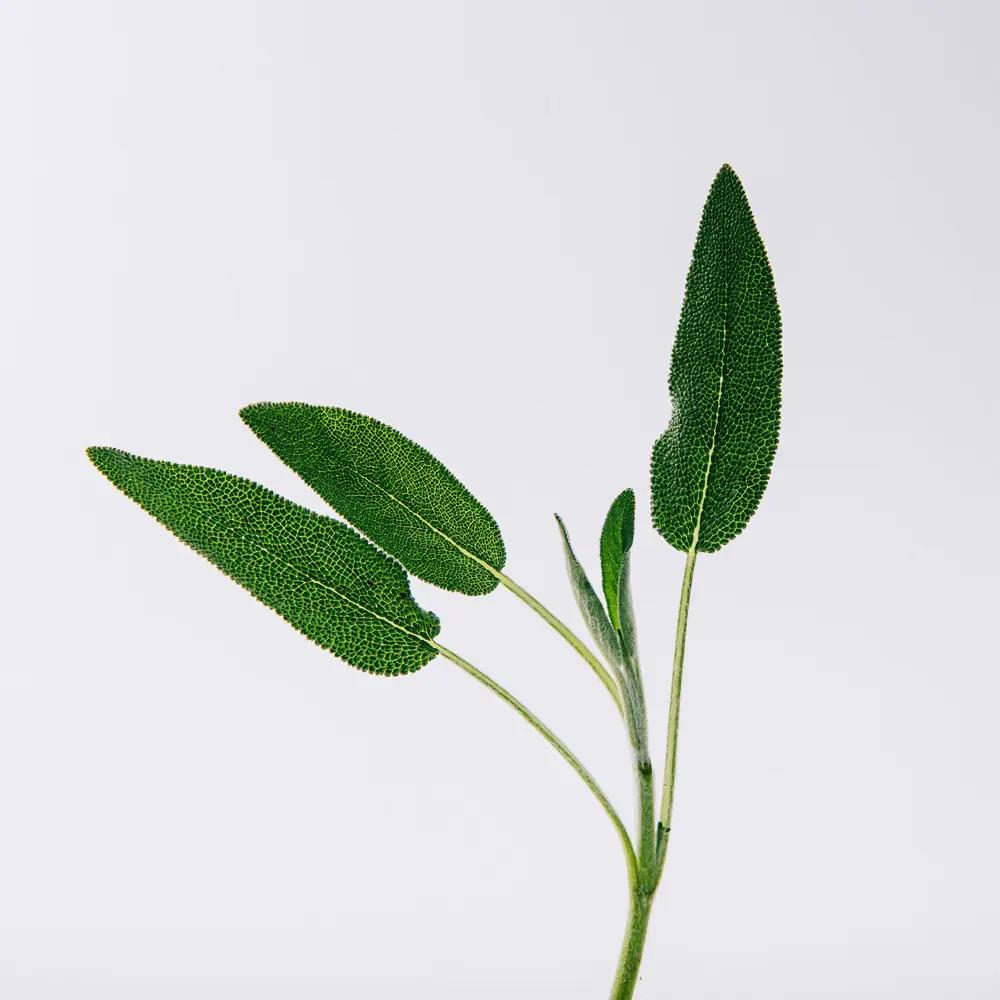 Loewe - Eau de Parfum Solo Vulcan 50 ml - 