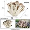 Cross-Border Mushroom Keyring Toy: Shiitake, White Death Cap, Enoki, Matsutake, Amanita Muscaria.