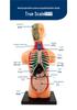 Children's STEM Educational Human Skeleton & Organs Model Teaching Aid
