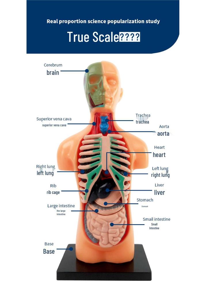 Children's STEM Educational Human Skeleton & Organs Model Teaching Aid