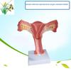 Female Reproductive System Anatomical Model - Uterus and Ovaries