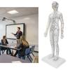 Teaching Acupuncture Meridians Model Women Acupuncture Model with Base Acupuncture Needle Set
