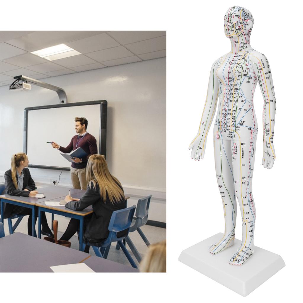 Teaching Acupuncture Meridians Model Women Acupuncture Model with Base Acupuncture Needle Set