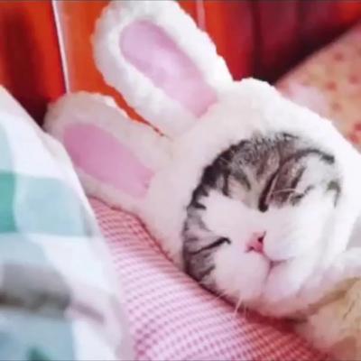 Pokrývka hlavy pro kočku a králíka, psího medvídka proměněného v pokrývku hlavy, kočka Garfield a uši králíka Internet Slavný klobouk pro domácí mazlíčky