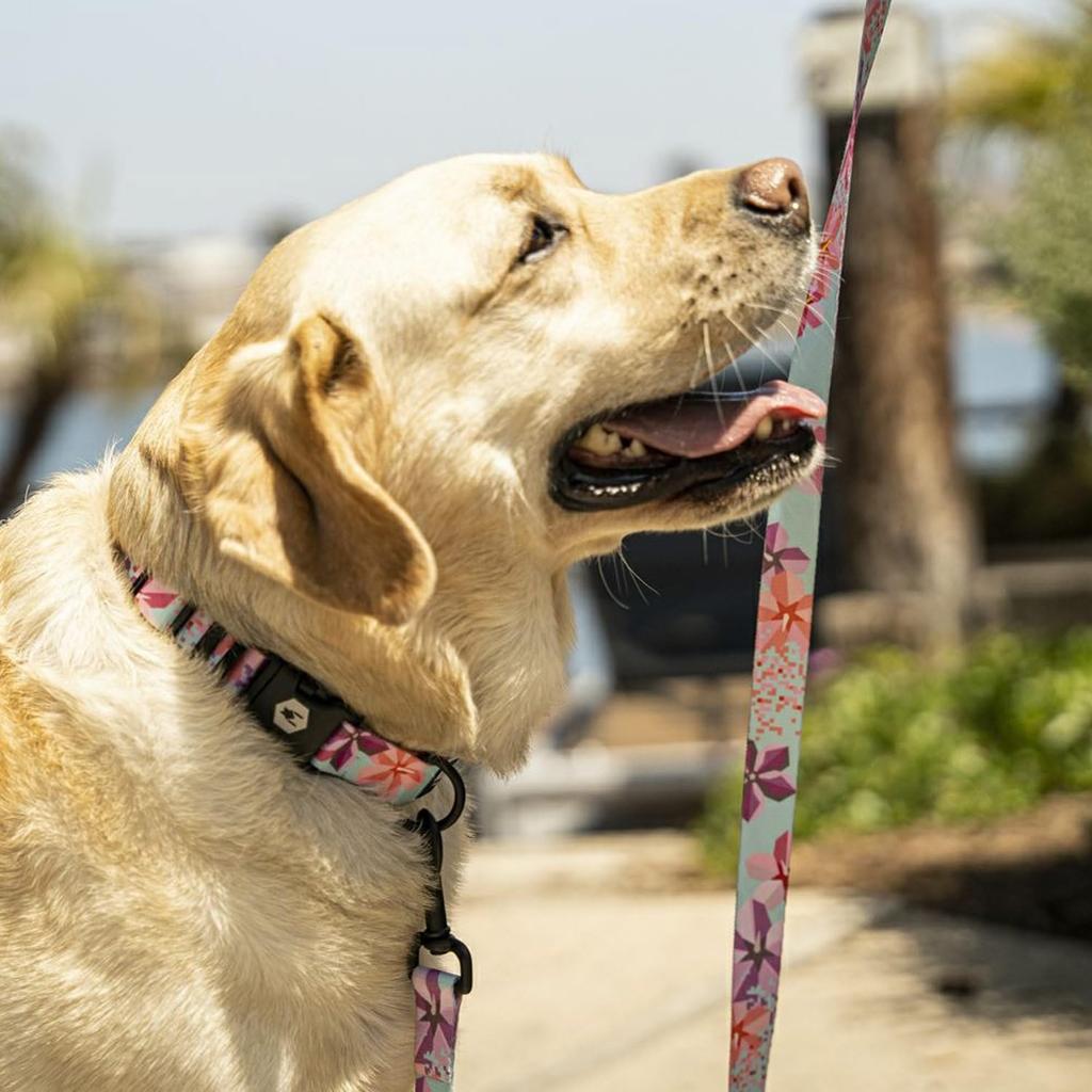 WOLFGANG SandFlats Leash (S size) 1.6cm wide x 122cm long [Leash for small dogs]