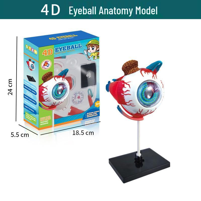 4D Human Eye Anatomy Model – Detachable Educational Toy for Medical Teaching and Kids