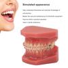 Ceramic Dental Orthodontic Demonstration Model Teeth Model with Metal Wires and Bracket for Teaching Learning