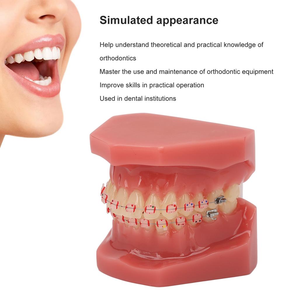 Ceramic Dental Orthodontic Demonstration Model Teeth Model with Metal Wires and Bracket for Teaching Learning