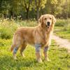 Anti-dirty Pet Knee Pads Soft Dog Leg Warmer Puppy Leg Protector Dog Elbow Cover  Front Rear Legs