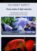 LED Fish Tank Light: Waterproof, Super Bright, Submersible Aquarium Light for Arowana.