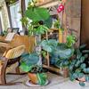 Yousheng Monstera Moosstangen 16 Zoll Kunststoff D-förmig Pflanzenmoosstangen Kletterpflanzen Stützstange Funktioniert mit Sphagnum Moos für Zimmerpflanzen
