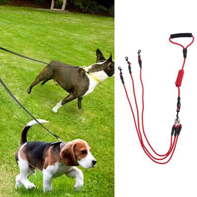 Cães – Colares e correias para cães