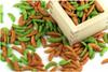 Happy Company Super Spicy Snacks Kakinotane Fujin Raijin 110g X 1 Set Spicy Piquant Chili Super Spicy Wasabi Super Spicy Kakinotane Chili Pepper a