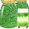 2024 Que She Green Tea Guizhou Mei Tan Spring Tea Loose Leaf Fresh Buds