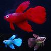Luminous Glowing Floating Simulation Clownfish Fighting Fish Aquarium Decor