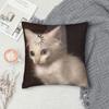 Home Decor Funny Cute Cat Cats Memes  Meme Pillowcase Merch  Pillow Cover Zippered Multiple Sizes