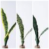 Artificial Snake Plant Decoration Decorating Supplies Photography Props Green Faux Greenery Versatile Application