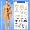 DIY 3D Human Skeleton Model: Assemble/Disassemble for Children's Science Education.