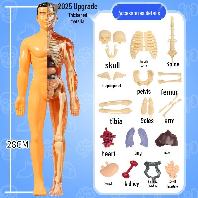 DIY 3D Human Skeleton Model: Assemble/Disassemble for Children's Science Education.