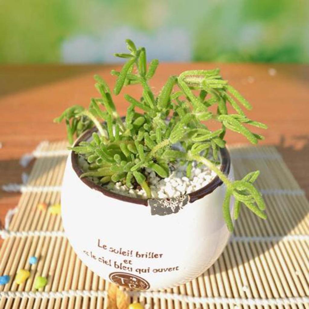 saatgut ag BIO Saatgut Wirsingkohl Vorbote 3 – Biogartenladen main image 1