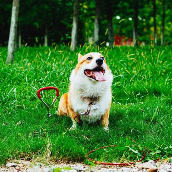 Yousheng Dog Stake 360 Degree Rotating Ring Ergonomic Handle Heavy Duty Dog Tie Out Stake Attach To Tie Out Cable Anti Rust Medium-Large Dogs Spiral