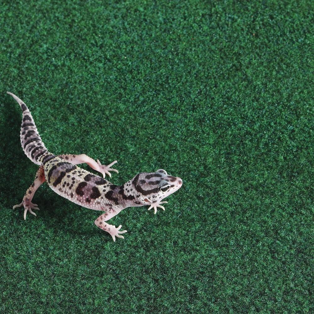 Terrarium Substrate 20x30cm Fiber Carpet Mat Urine Absorbing