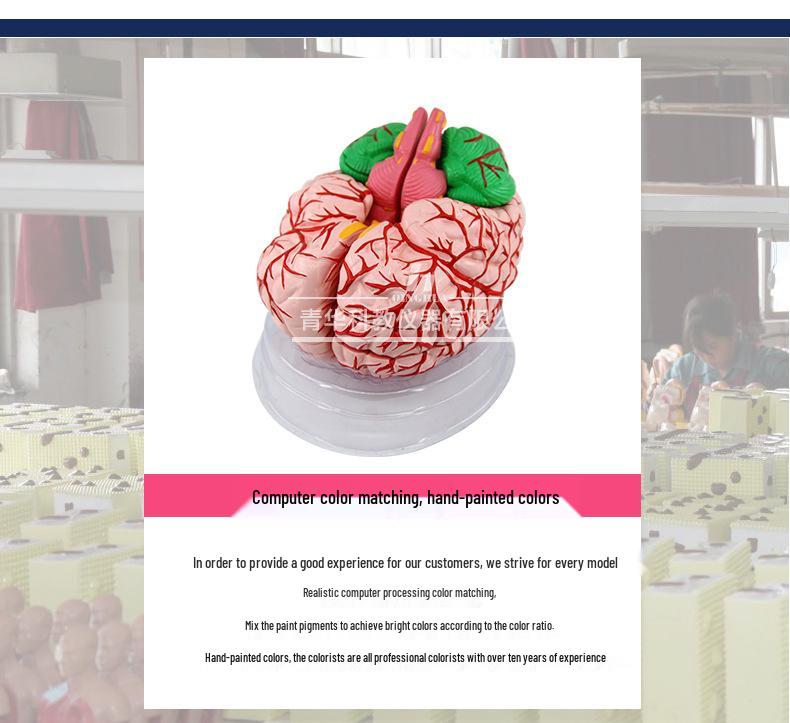Qinghua 4D Anatomisches Modell des menschlichen Gehirns und zerebrovaskuläres Modell für die medizinische Ausbildung