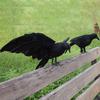 Halloween Decoracion Simulation Black Crow Raven Bird Repellent Pest Control Pigeon Repellent Garden Decoration Outdoor