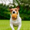 Hundespielzeug Thanksgiving Truthahn Weiches gefülltes Hundespielzeug Welpenspielzeug Haustierspielzeug Thanksgiving Geschenke für kleine und mittelgroße Hunde
