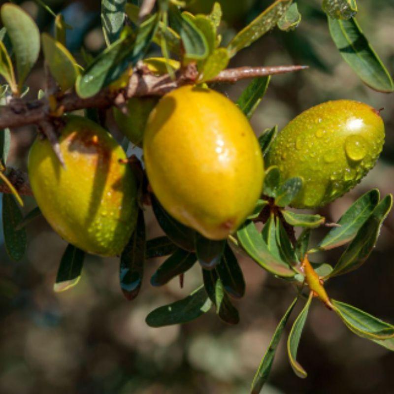 HARAZ Argan Oil Hair Serum White Musk Scent, 1 pc, 100ml